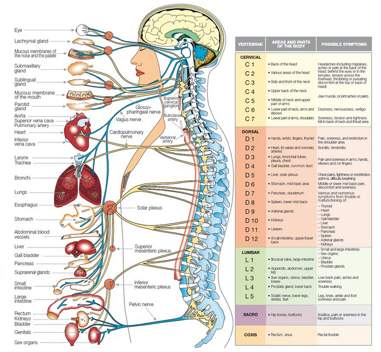 about-chiropractic-upper-cervical-chiropractic-san-diego